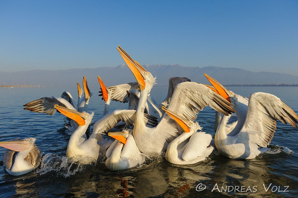 Pelikane in Nord-Griechenland