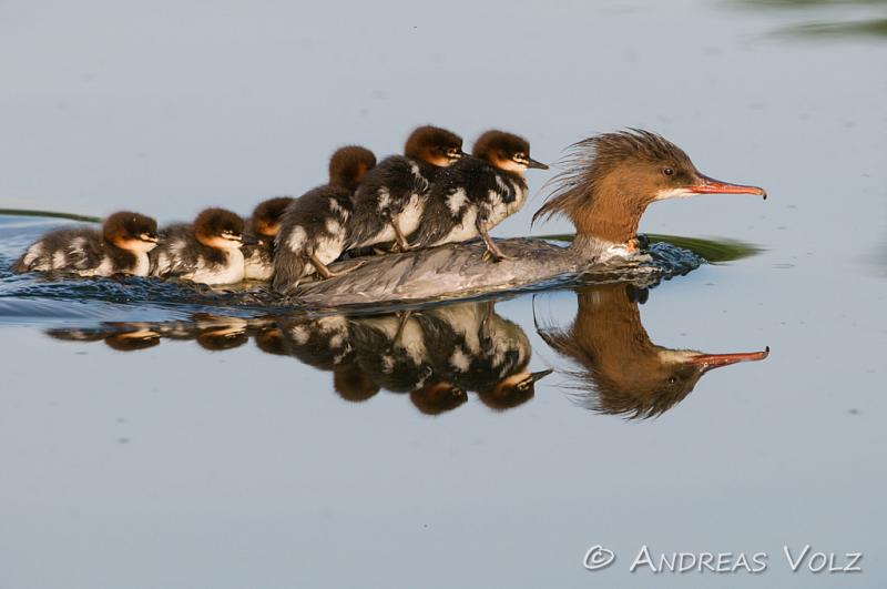 Grosser Entenvogel In Europa Und Asien www.volz-naturfoto.de