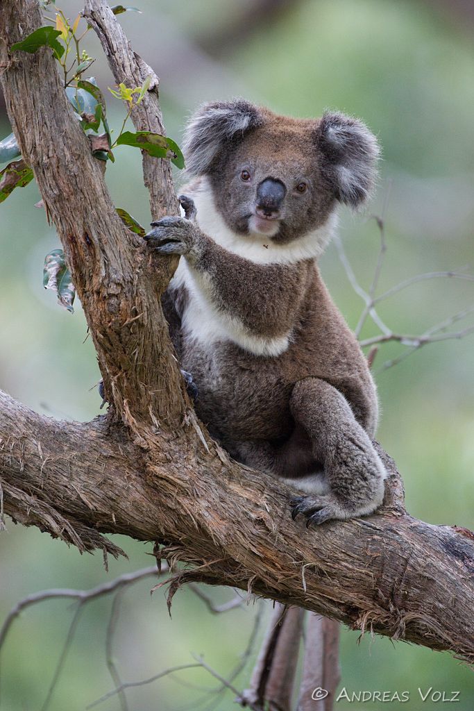 Koala / Phascolarctos cinereus