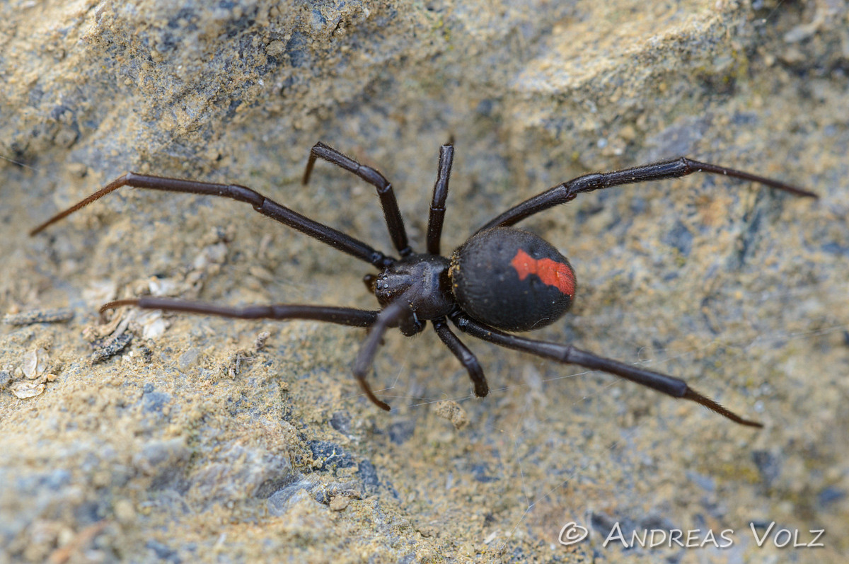 Arthropoden363.jpg
