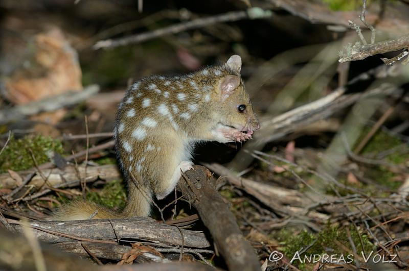 beutelmarder Andreas Volz