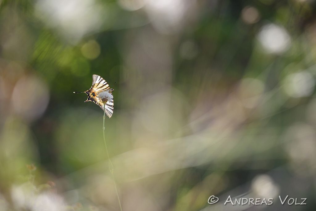 Schwalbenschwanz / Swallowtail / Papilio machaon
