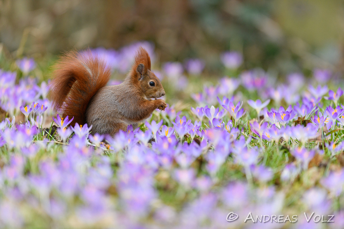 Eurasisches Eichhörnchen / Red Squirrel / Sciurus vulgaris