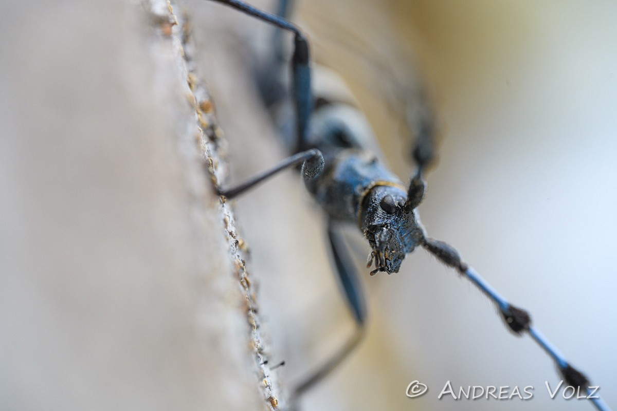 Arthropoden828.jpg