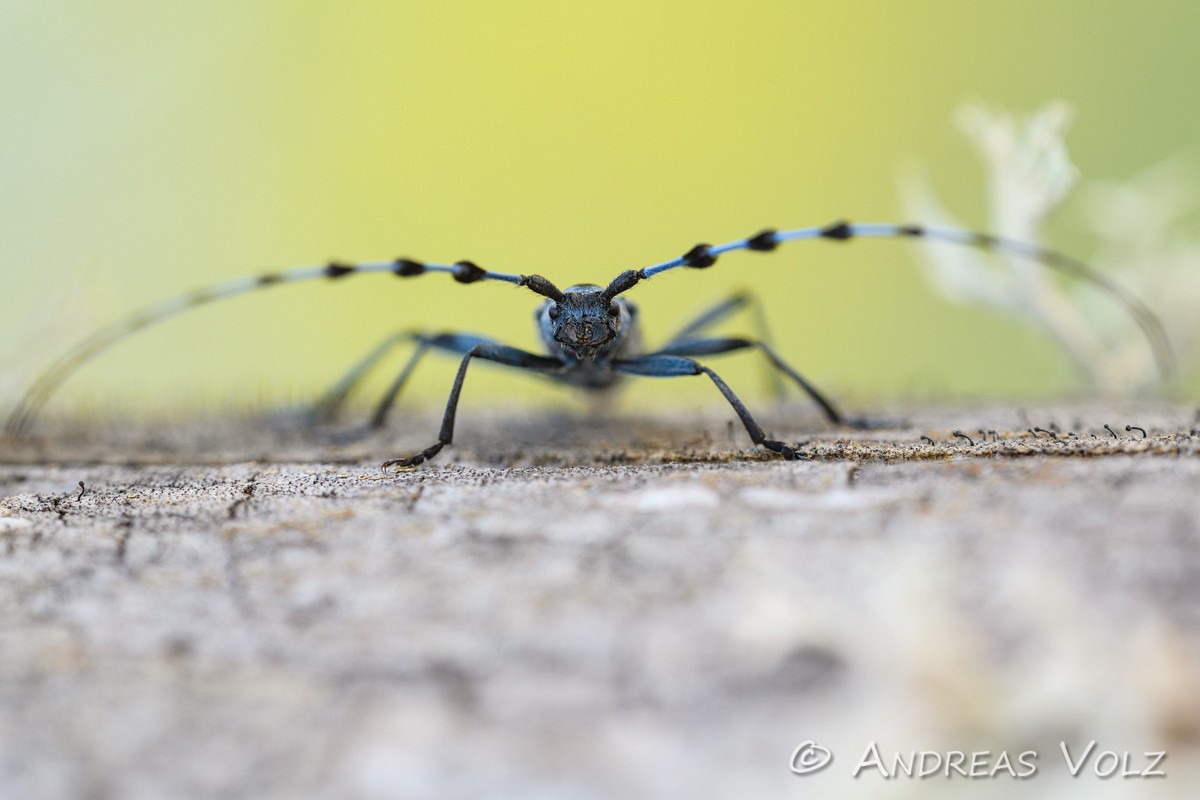 Arthropoden830.jpg