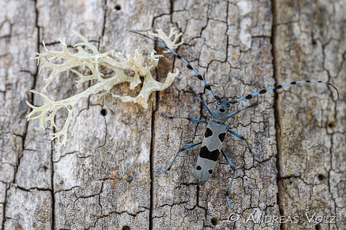 Arthropoden829.jpg