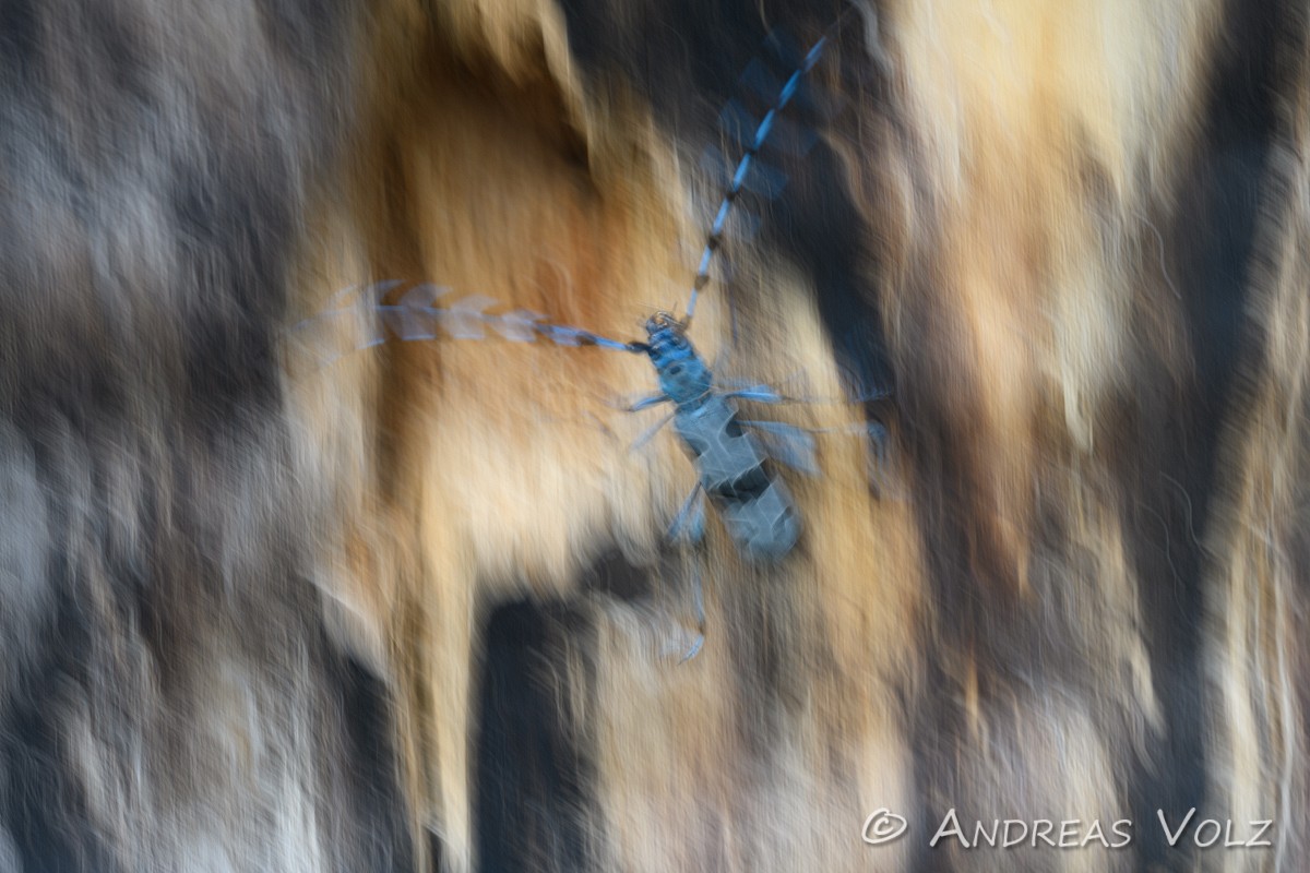 Arthropoden865.jpg