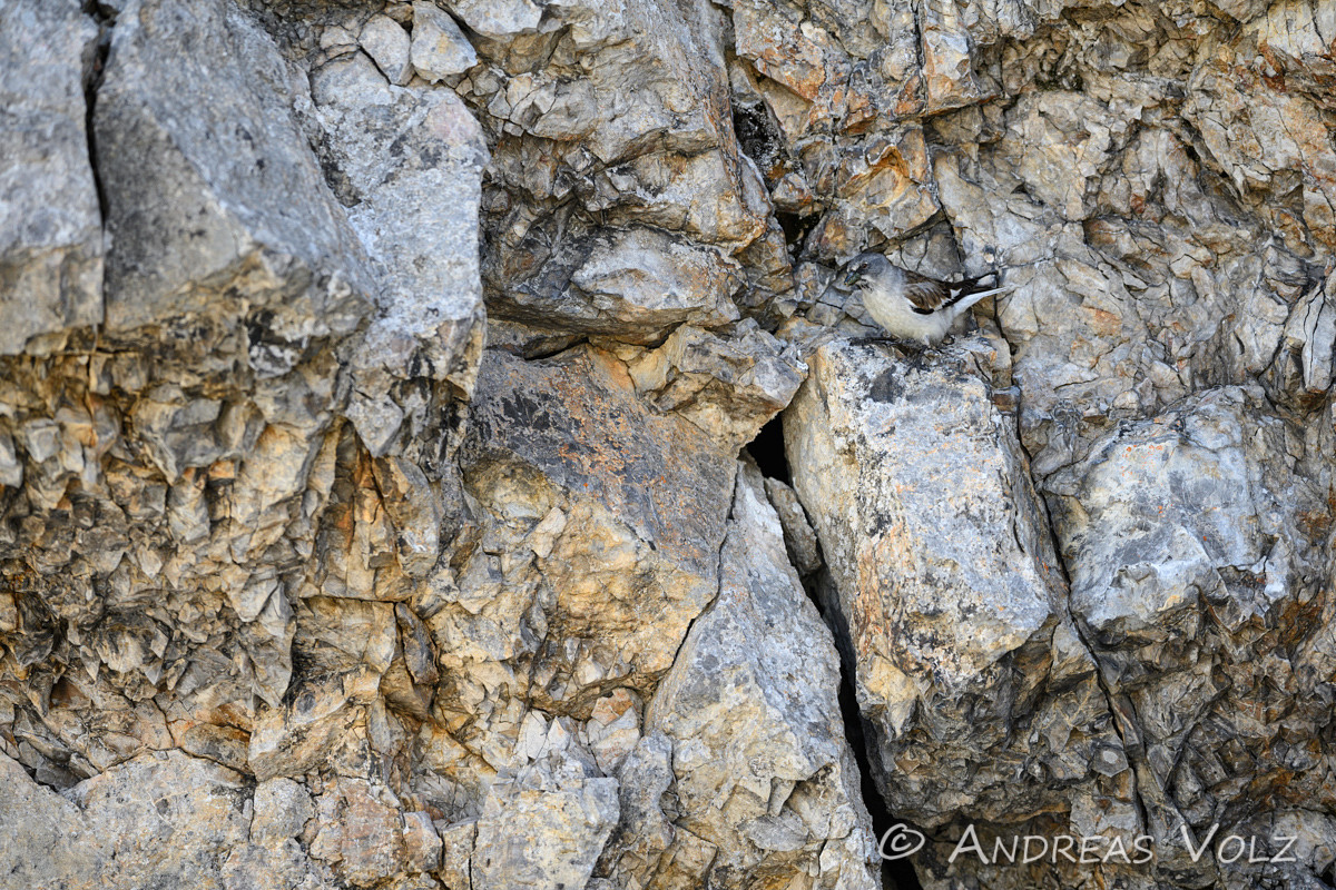 Schneesperling / White-winged Snowfinch / Montifringilla nivalis