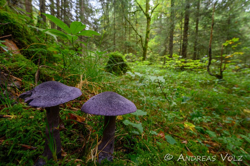 Pilze (Fungi)