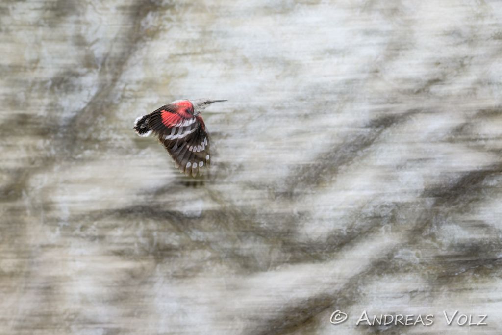 Mauerläufer / Wallcreeper / Tichodroma muraria