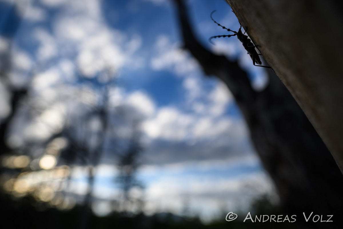 Arthropoden1030.jpg