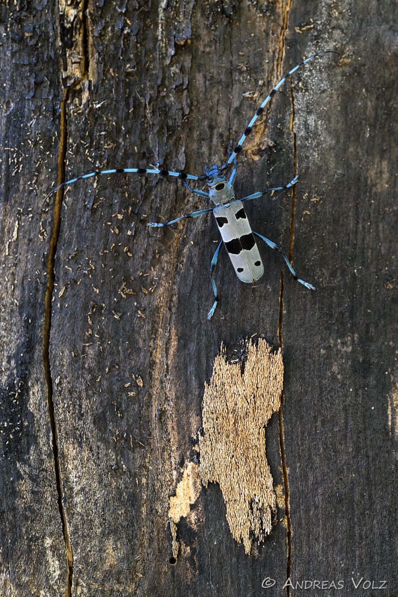 Arthropoden1098.jpg