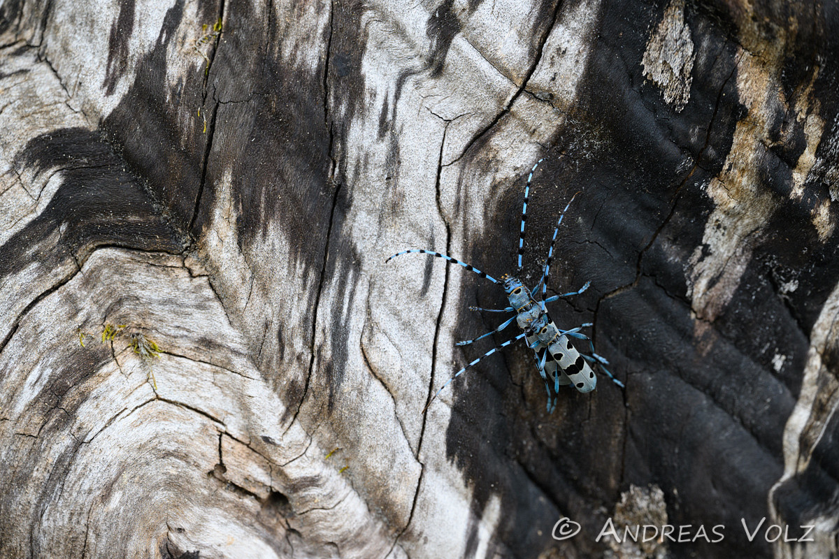 Alpenbock / Rosalia longicorn / Rosalia alpina