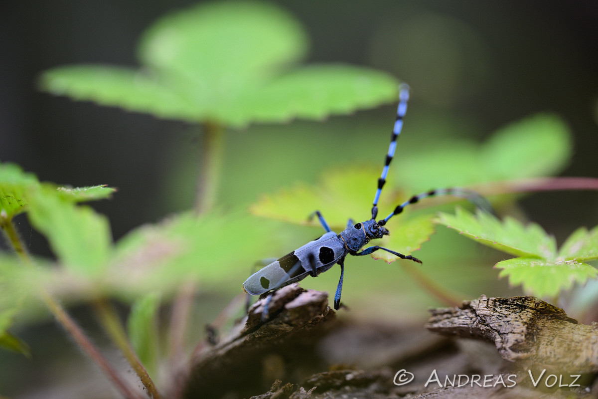 Alpenbock / Rosalia longicorn / Rosalia alpina