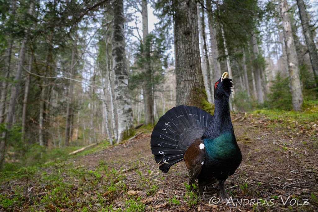 Auerhuhn / Western Capercaillie / Tetrao urogallus