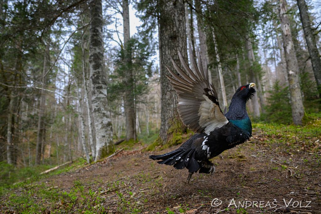 Auerhuhn / Western Capercaillie / Tetrao urogallus