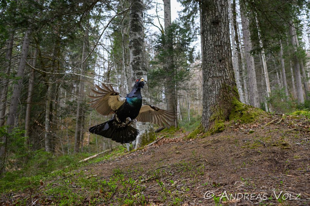 Auerhuhn / Western Capercaillie / Tetrao urogallus