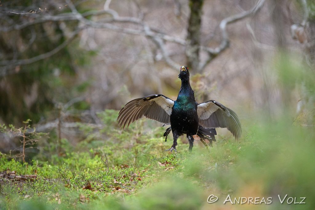 Auerhuhn / Western Capercaillie / Tetrao urogallus
