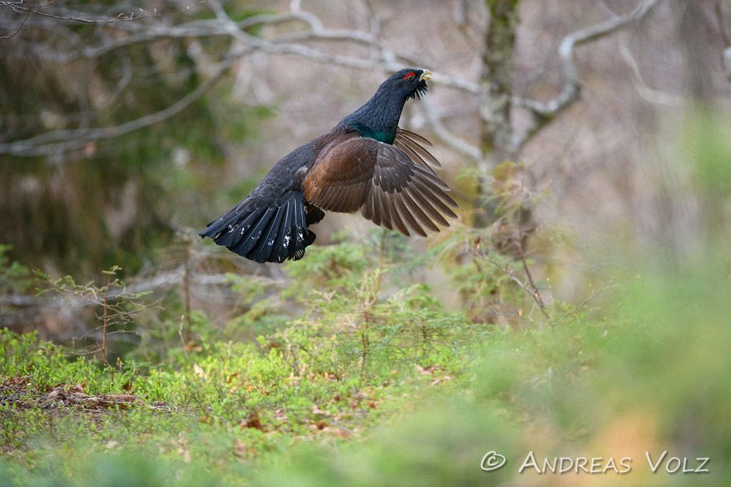 Auerhuhn / Western Capercaillie / Tetrao urogallus