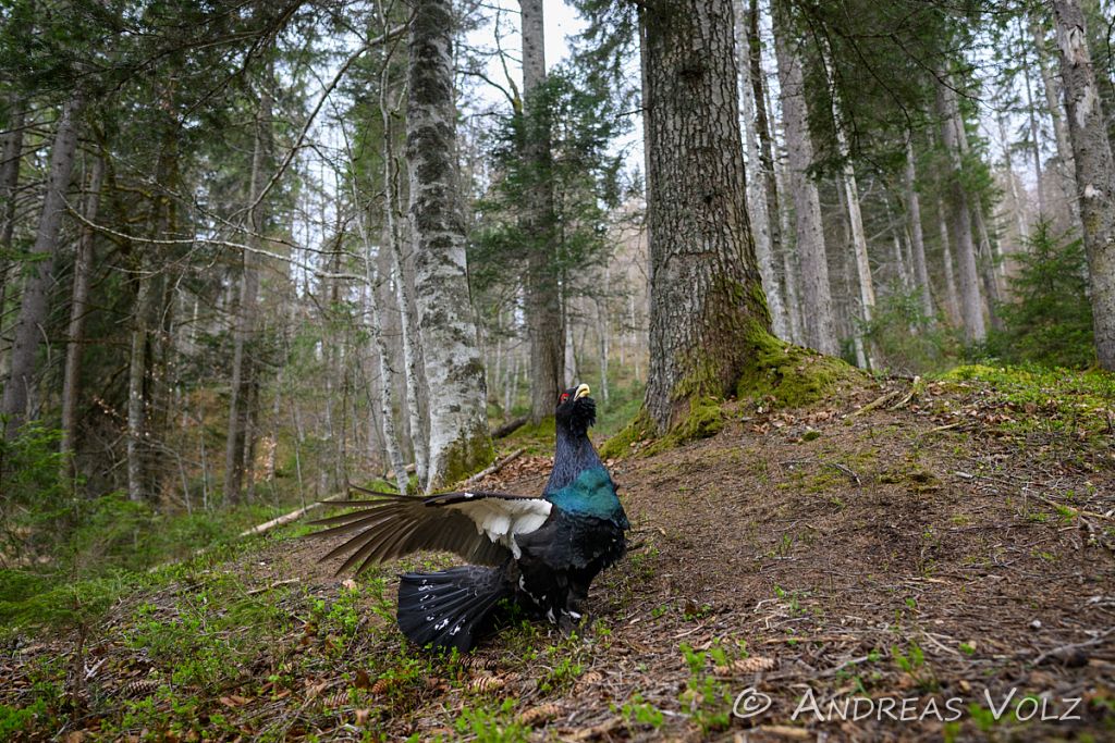 Auerhuhn / Western Capercaillie / Tetrao urogallus