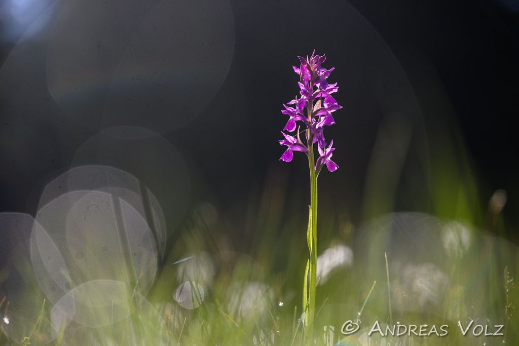 Breitblättrige Knabenkraut / Broad-leaved marsh orchid / Dactyl