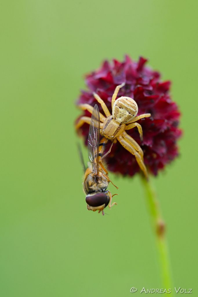 Arthropoden1306-stack.jpg