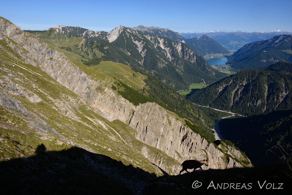 Saeugetiere2328.jpg