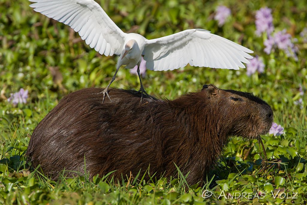 Wasserschwein mit Kuhreiher / Capybara with Cattle Egret / Hydro