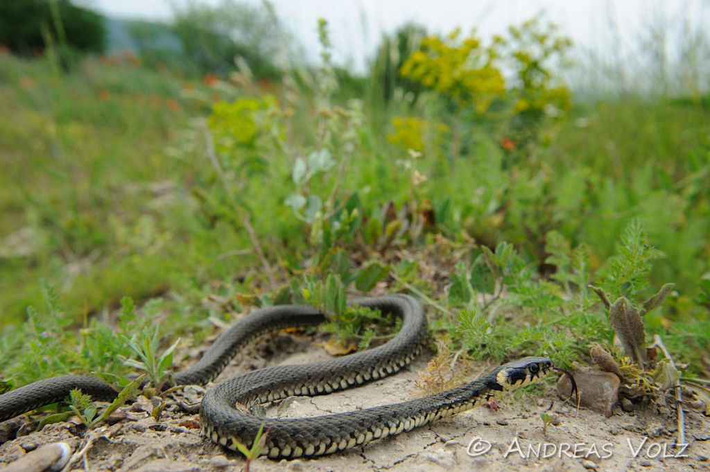 Ringelnatter / Grass Snake / Natrix natrix