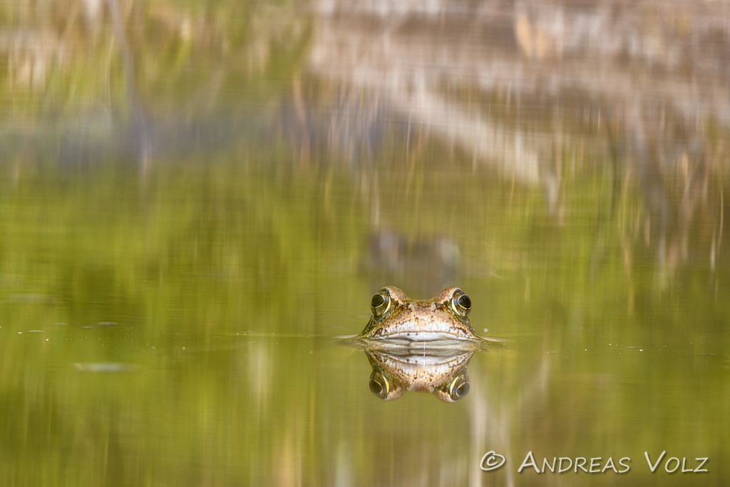 Grasfrosch / Common Frog / Rana temporaria