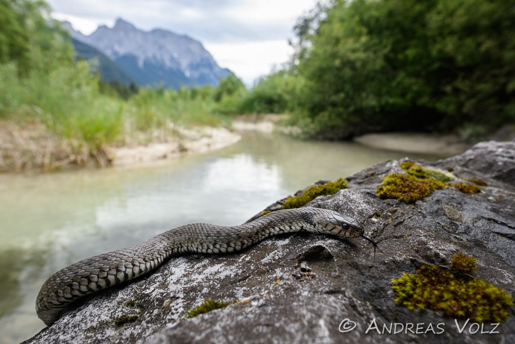 Alpen-Barrenringelnatter / Barred grass snake / Natrix helvetica