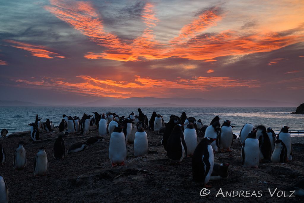 Falkland Inseln