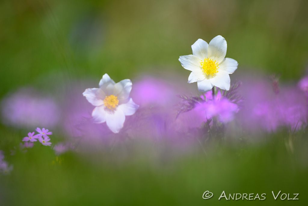 Alpen-Küchenschelle / Alpine pasqueflower / Pulsatilla alpina