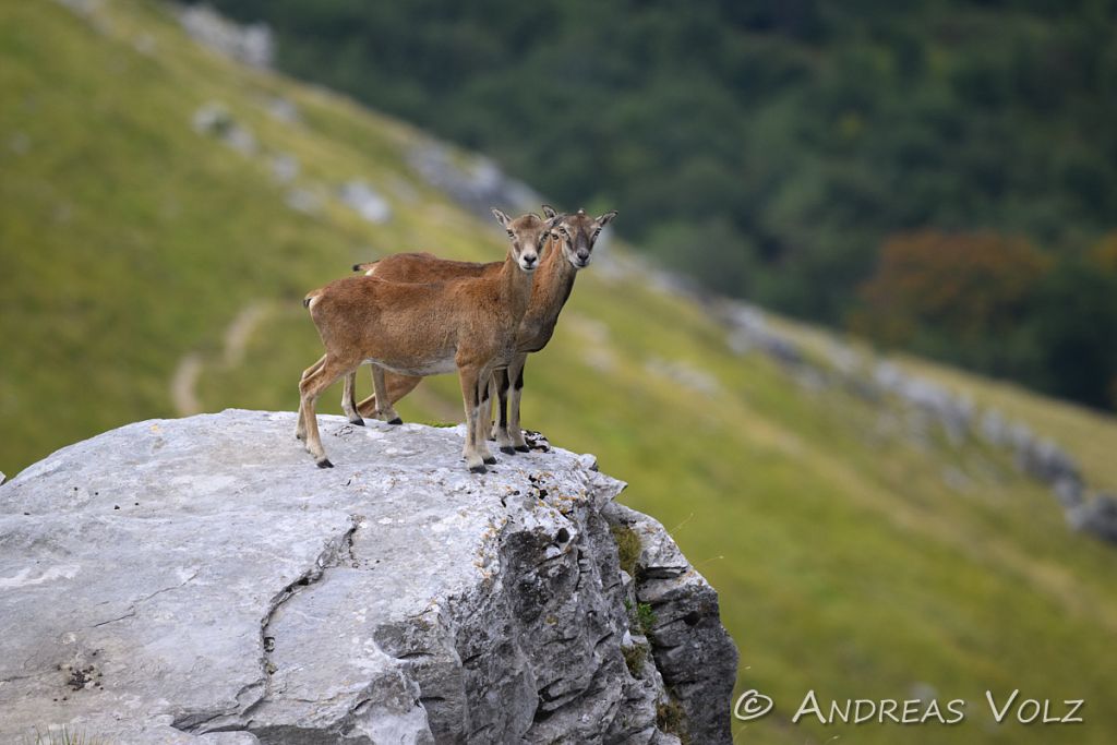 Saeugetiere2309.jpg